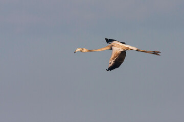 Europese Flamingo, European Flamingo, Phoenicopterus roseus