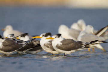 Grote Kuifstern, Greater Crested Tern, Thalasseus bergii velox