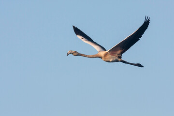 Europese Flamingo, European Flamingo, Phoenicopterus roseus