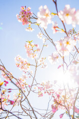Obraz na płótnie Canvas Cherry blossom flower. Pink flowers in spring. Cherry blossom and blue sky background.