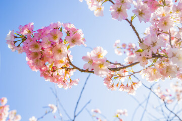 Cherry blossom flower. Pink flowers in spring. Cherry blossom and blue sky background.