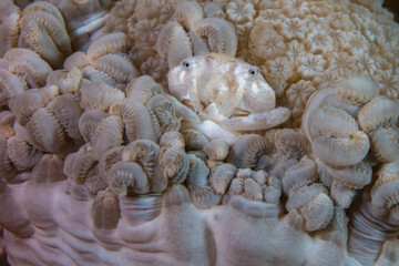 White pearlescent Xenia crab camouflaging in white xenia soft coral