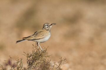 Witbandleeuwerik, Greater Hoopoe Lark, Alaemon alaudipes ssp. alaudipes