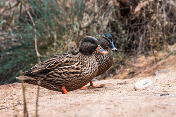 Duck portrait.