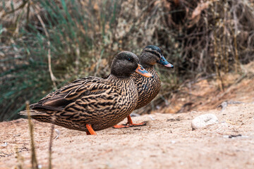Duck portrait.