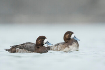 Toppereend, Greater Scaup, Aythya marila