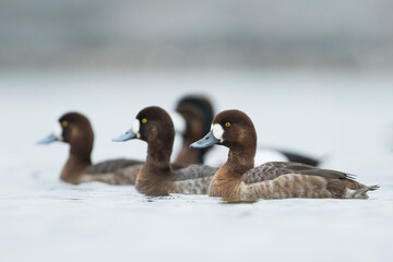Toppereend, Greater Scaup, Aythya marila
