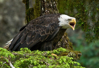 Bald Eagle Calling to Another Eagle, Alaska