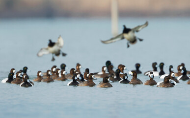 Toppereend, Greater Scaup, Aythya marila