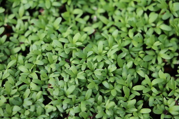 Green garden cress