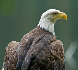 Bald Eagle Closeup