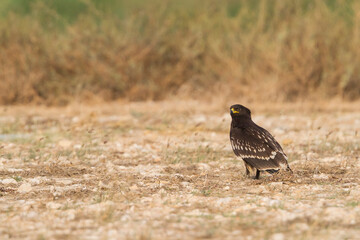 Greater Spotted Eagle; Aquila clanga