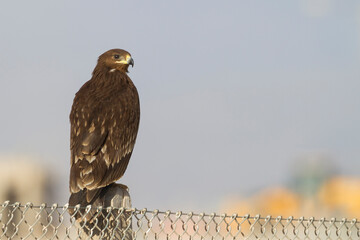 Greater Spotted Eagle; Aquila clanga