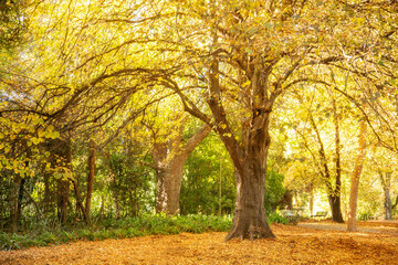 Fototapeta premium Autumn tree in the park. Autumn park outdoor landscape. Golden orange leaves on tree in fall season