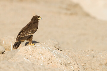 Greater Spotted Eagle; Aquila clanga