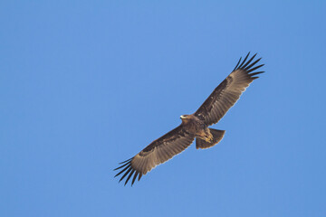 Obraz premium Greater Spotted Eagle; Aquila clanga