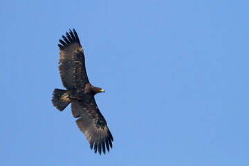 Greater Spotted Eagle; Aquila clanga