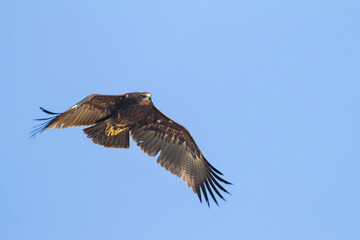 Greater Spotted Eagle; Aquila clanga