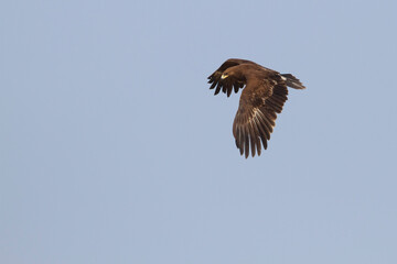 Bastaardarend, Greater Spotted Eagle, Clanga clanga