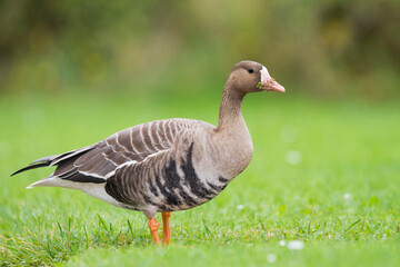 Kolgans, Greater White-fronted Goose, Anser albifrons albifrons