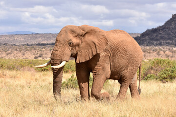 Fototapeta na wymiar African elephant, in Samburu National Reserve, Kenya