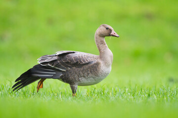 Kolgans, Greater White-fronted Goose, Anser albifrons albifrons