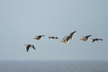 Kolgans, Greater White-fronted Goose, Anser albifrons albifrons