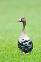 Kolgans, Greater White-fronted Goose, Anser albifrons albifrons