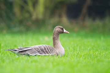 Kolgans, Greater White-fronted Goose, Anser albifrons albifrons