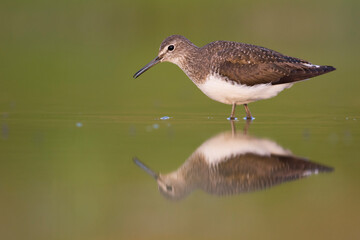 Witgatje, Green Sandpiper, Tringa ochrupos