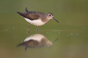 Witgatje, Green Sandpiper, Tringa ochrupos