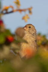 Groenling, European Greenfinch, Carduelis chloris chloris