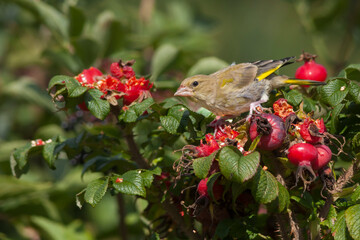 Groenling, European Greenfinch, Carduelis chloris chloris