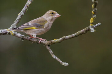 Groenling, European Greenfinch, Carduelis chloris chloris