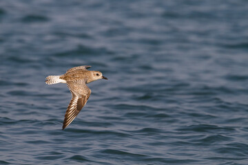 Zilverplevier, Grey Plover, Pluvialis squatarola