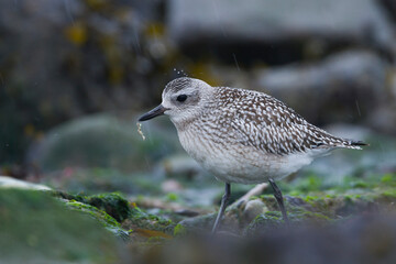 Zilverplevier, Grey Plover, Pluvialis squatarola squatarola