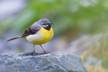 Grote Gele Kwikstaart, Grey Wagtail, Motacilla cinerea cinerea