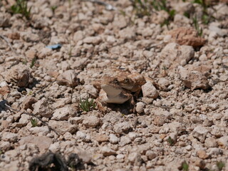 Two gray-brown agams on the ground during mating. Lizards in the desert on a sunny summer day.