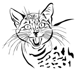 Cute kitten in a good mood and meow