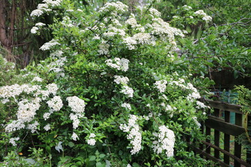 Firethorn orange glow with white flowers in spring, Germany