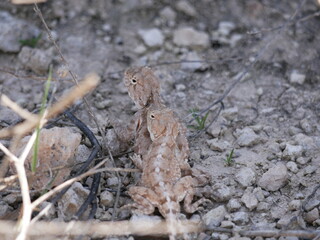 Two gray-brown agams on the ground during mating. Lizards in the desert on a sunny summer day.