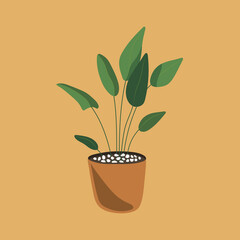 House plant in boho style on brown background