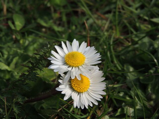 Fototapeta premium Blooming flowers