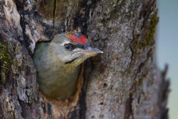 Grijskopspecht, Grey-headed Woodpecker, Picus canus