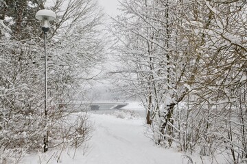 Bridge over the lake in the forest. Trail through the forest. Park trees in the snow.