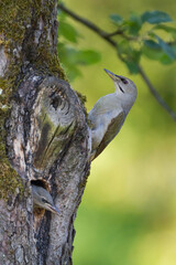 Grijskopspecht, Grey-headed Woodpecker, Picus canus