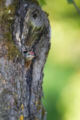 Grijskopspecht, Grey-headed Woodpecker, Picus canus