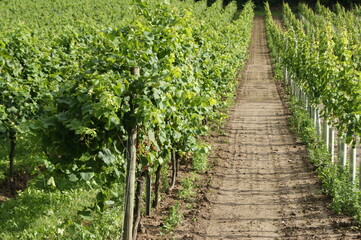 Fototapeta na wymiar rows of vines