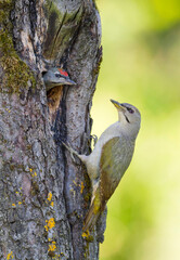 Grijskopspecht, Grey-headed Woodpecker, Picus canus
