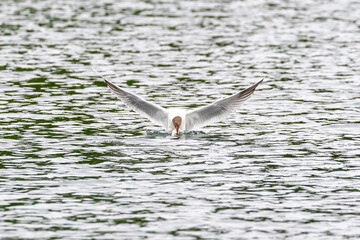Eine Lachmöwe erbeutet in einem See einen Fisch in der Frontale